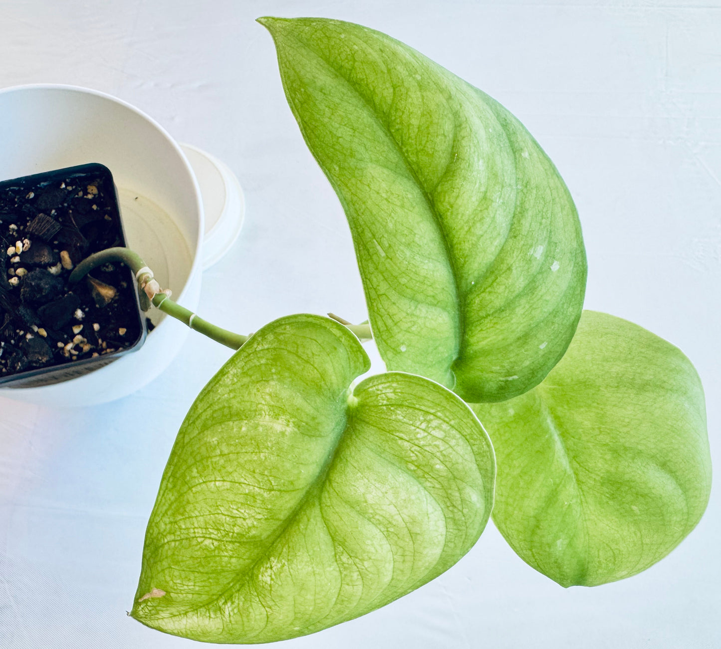 Scindapsus pictus 'jade satin' (med)