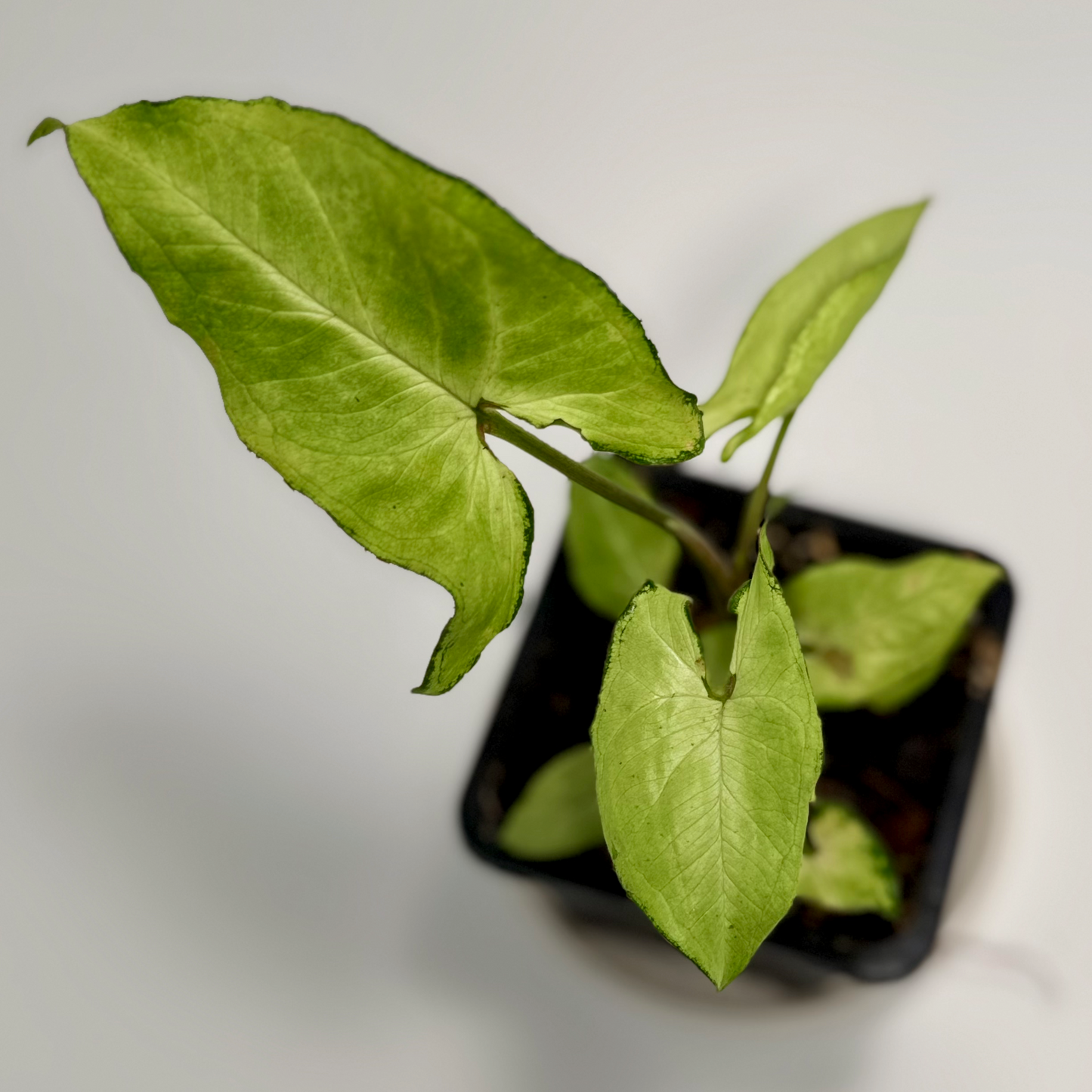 Syngonium podophyllum 'white butterfly'