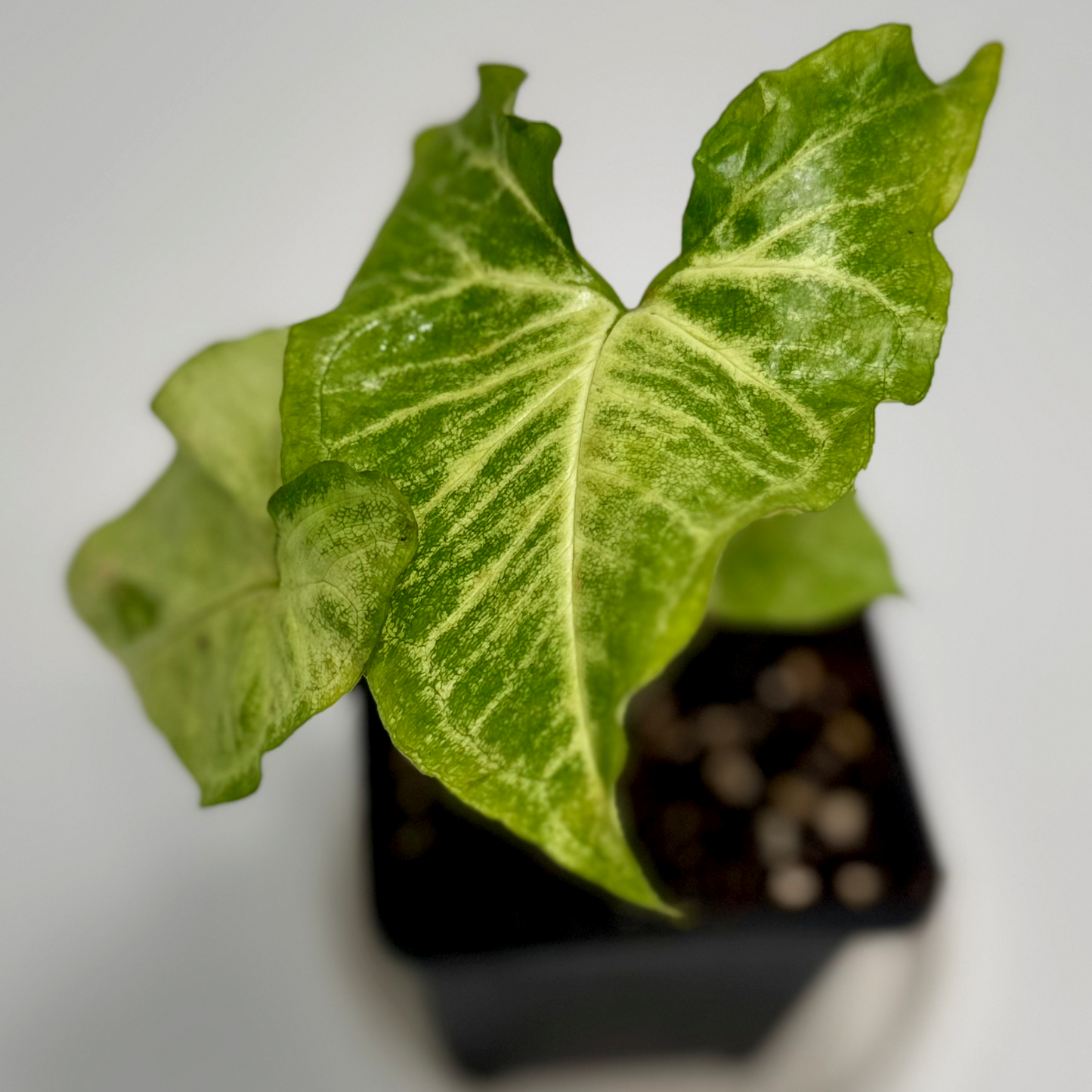 Syngonium podophyllum 'white butterfly'