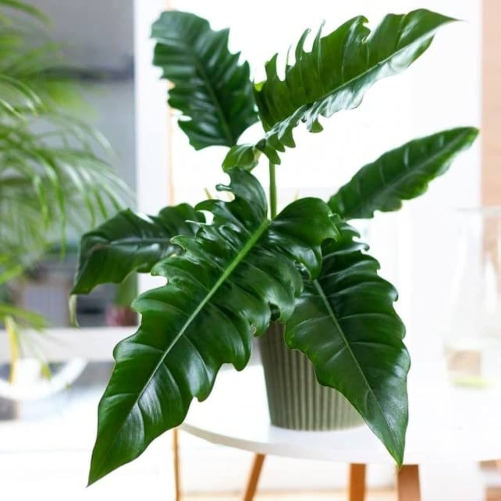 Philodendron narrow