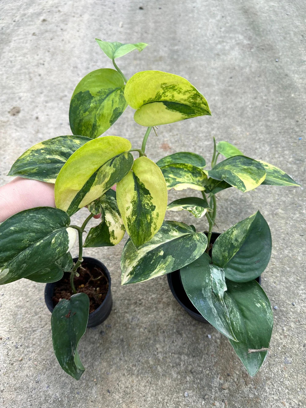 Scindapsus pictus 'jade satin' var. (reverted)
