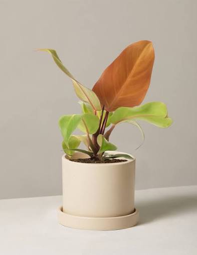 Philodendron McColley's finale
