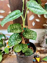 Scindapsus pictus snake scale (small)