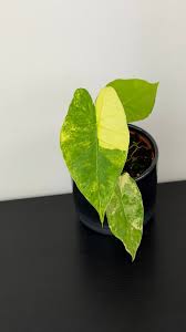 Alocasia gageana aurea (small)