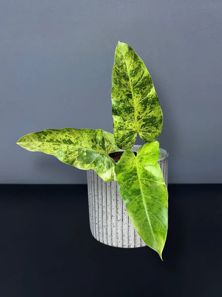Philodendron whipple way (mint - high var)