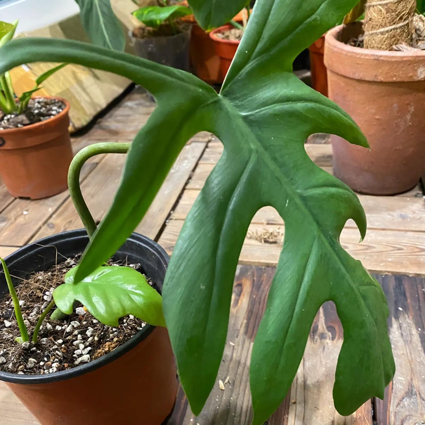 Thaumatophyllum mayoi (XL)
