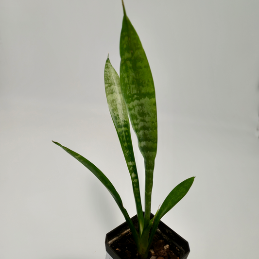 Sansevieria (Dracaena) trifasciata (small)