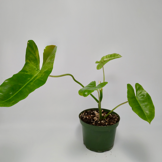 Philodendron burle marx