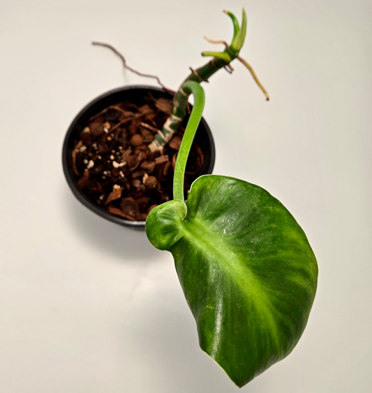 Philodendron rugosum 'aberrant form'