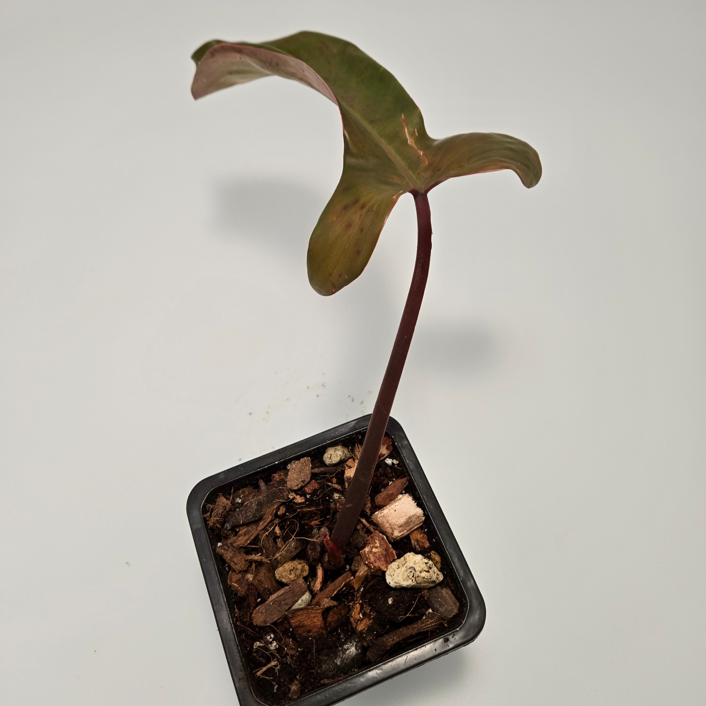 Philodendron florida bronze (medium)