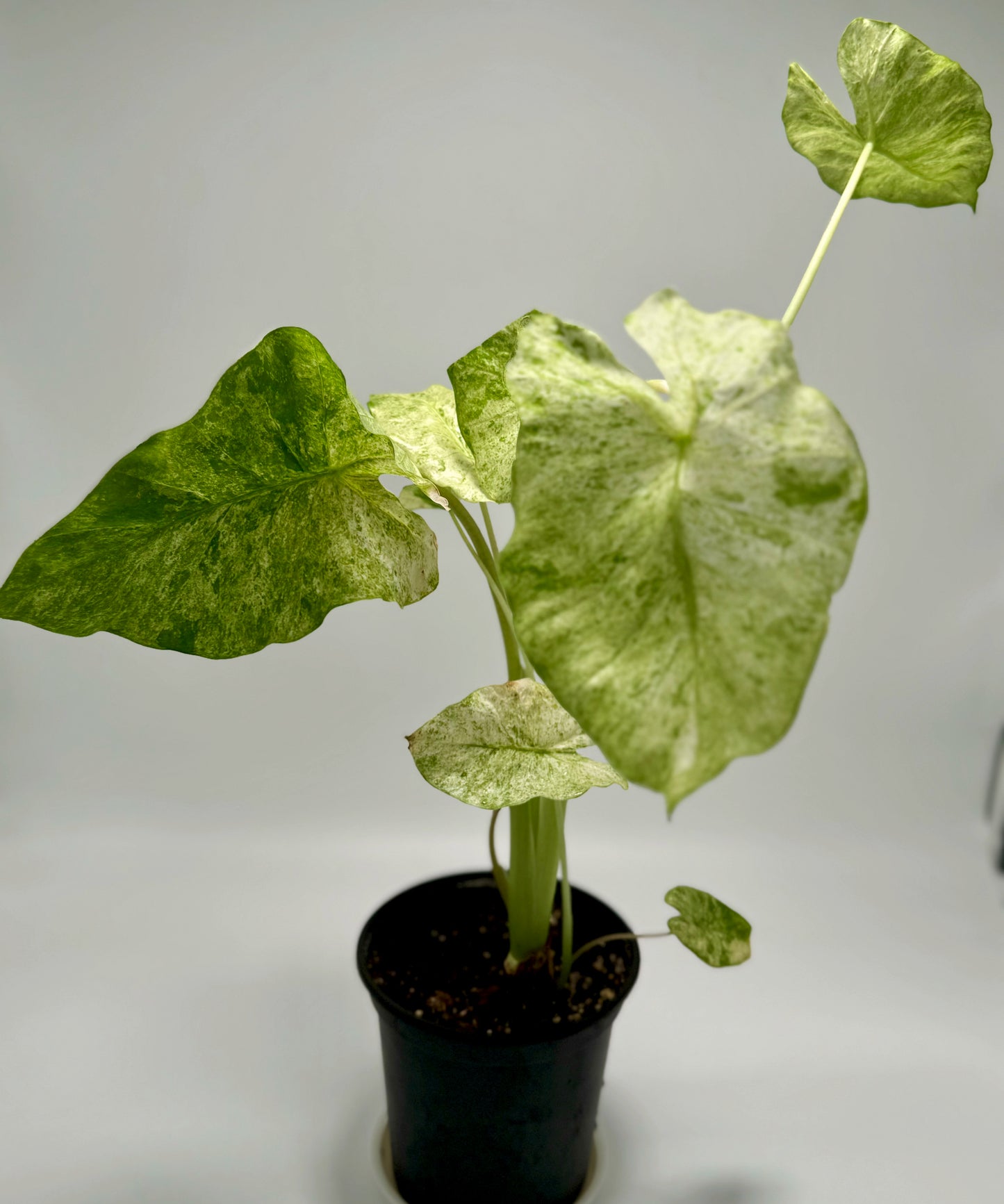 Alocasia macrorrhiza variegata