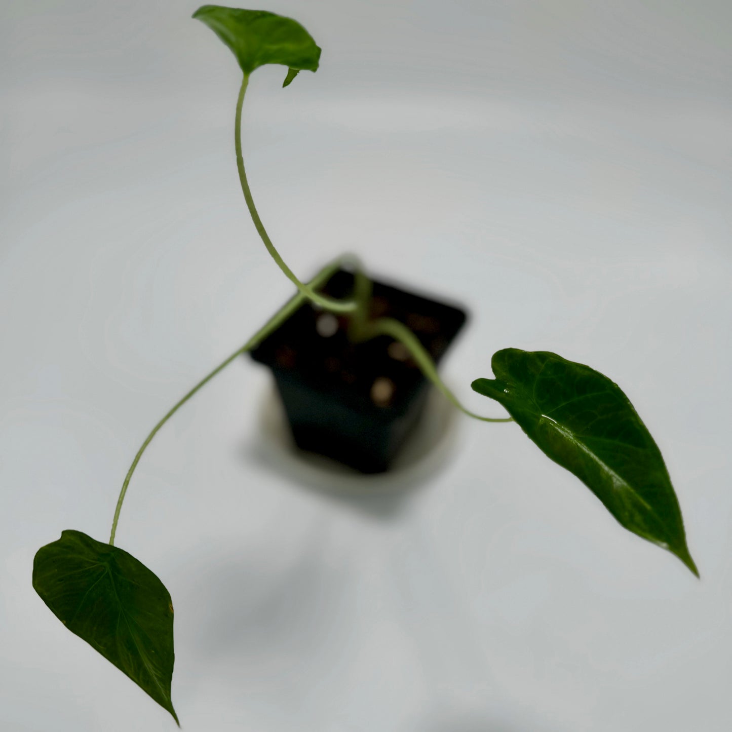 Alocasia 'tiny dancer'