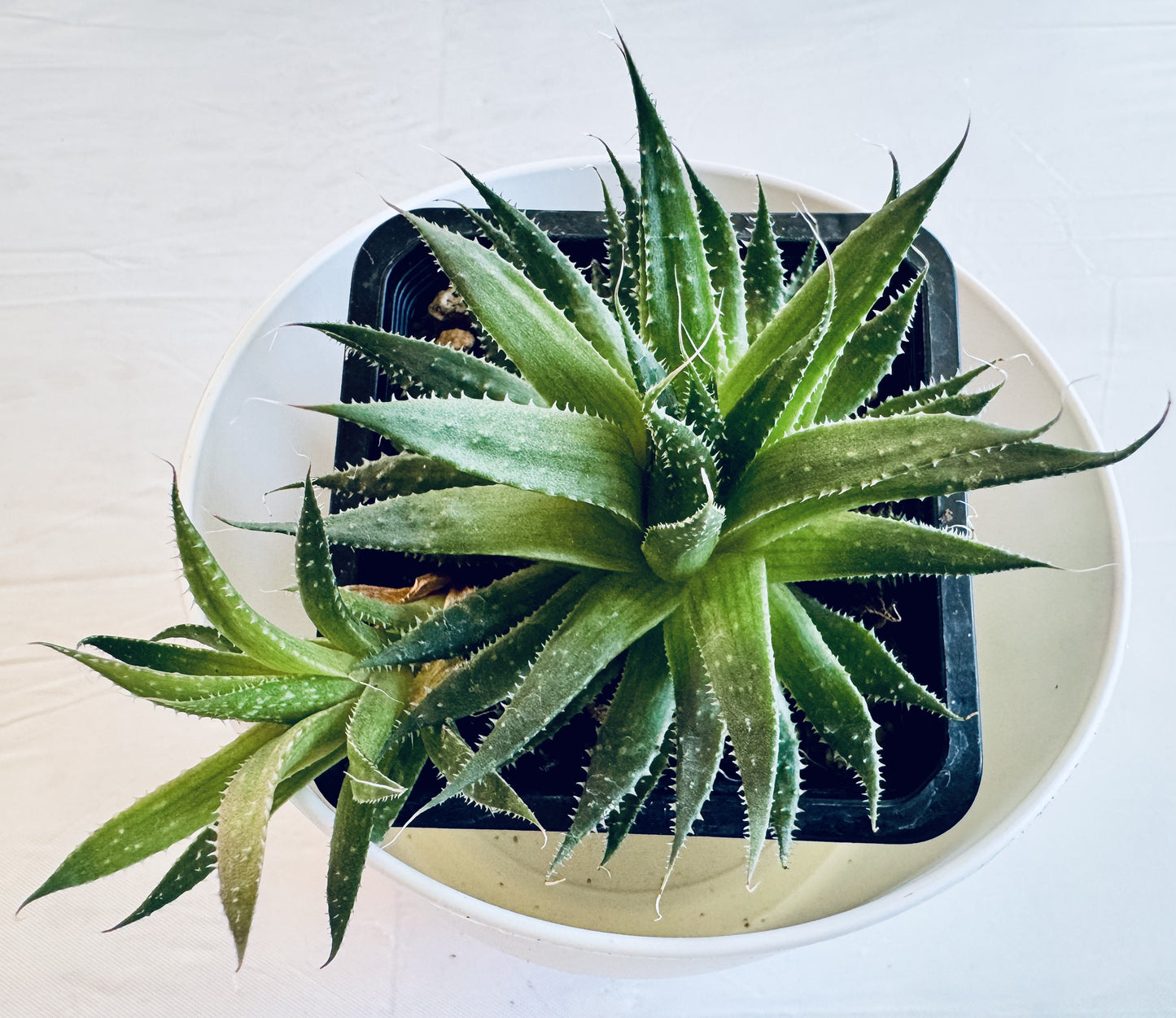 Aloe aristata