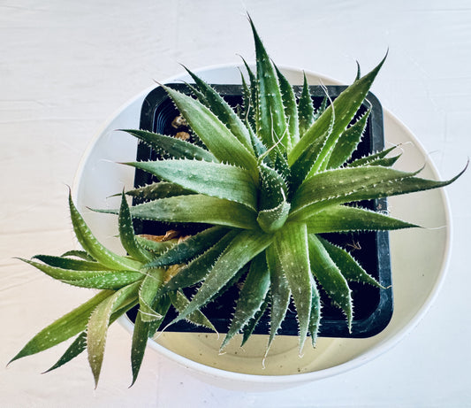 Aloe aristata