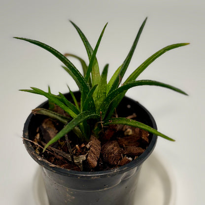 Aloe vera 'chinensis'