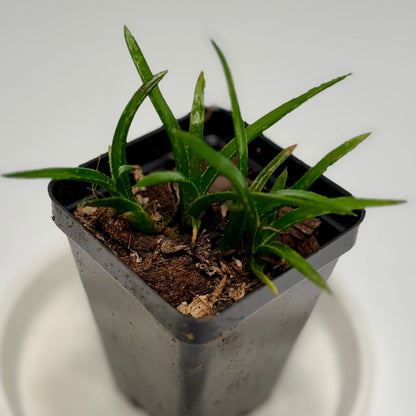 Aloe vera 'chinensis'