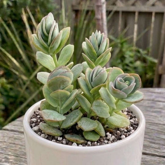 Kalanchoe marnieriana (large)