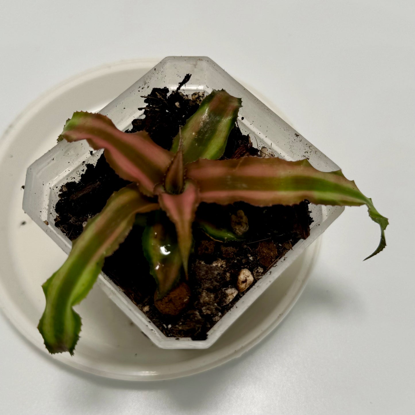 Cryptanthus sp.