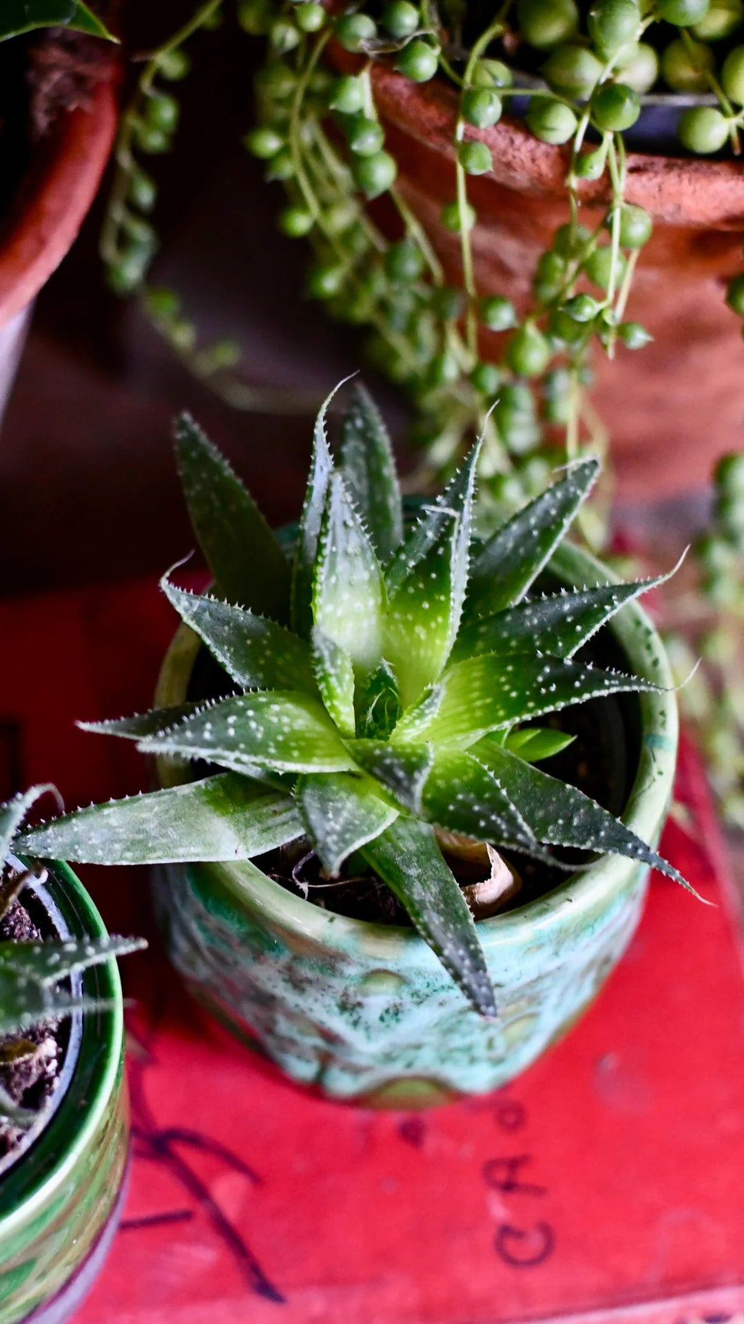 Aloe aristata (small)