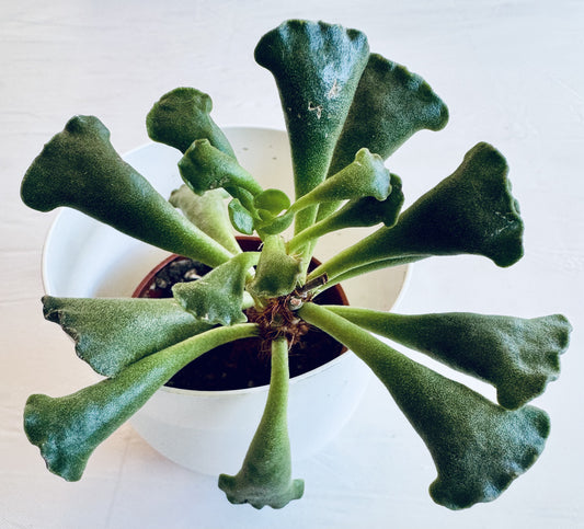 Echeveria shaviana