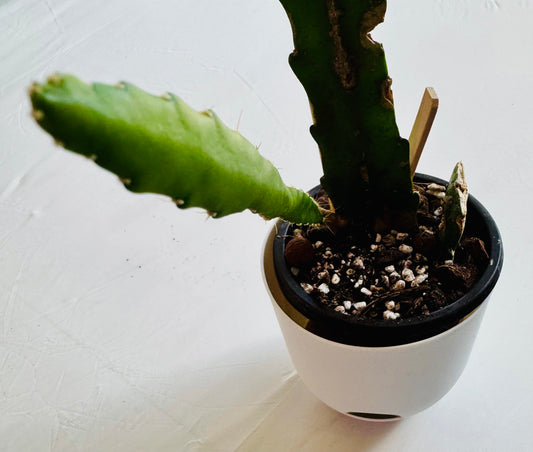 Epiphyllum sp. 'orchid cactus'