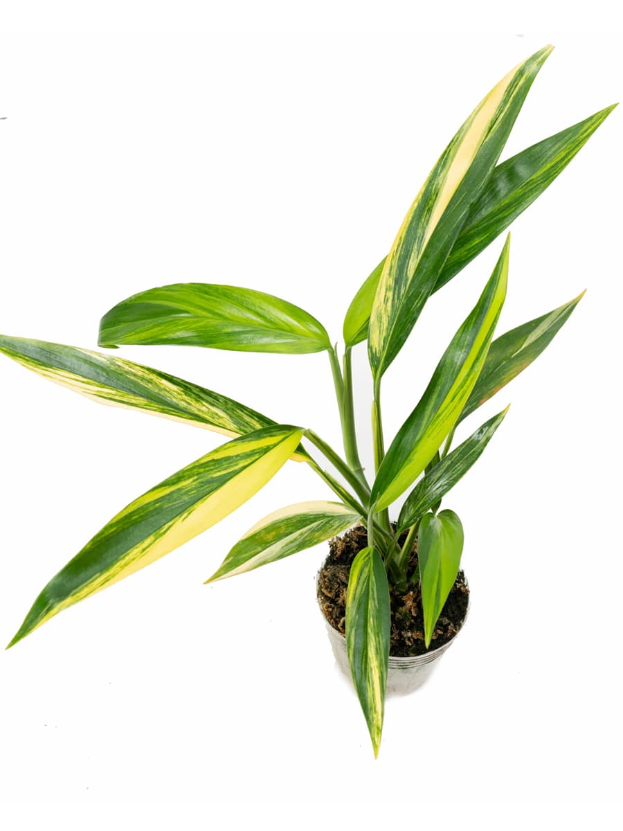 Epipremnum amplissimum
