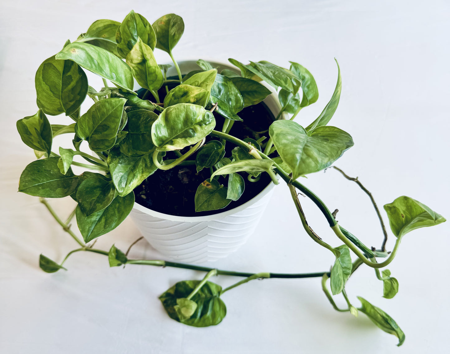 Epipremnum aureum 'Global Green' (large)