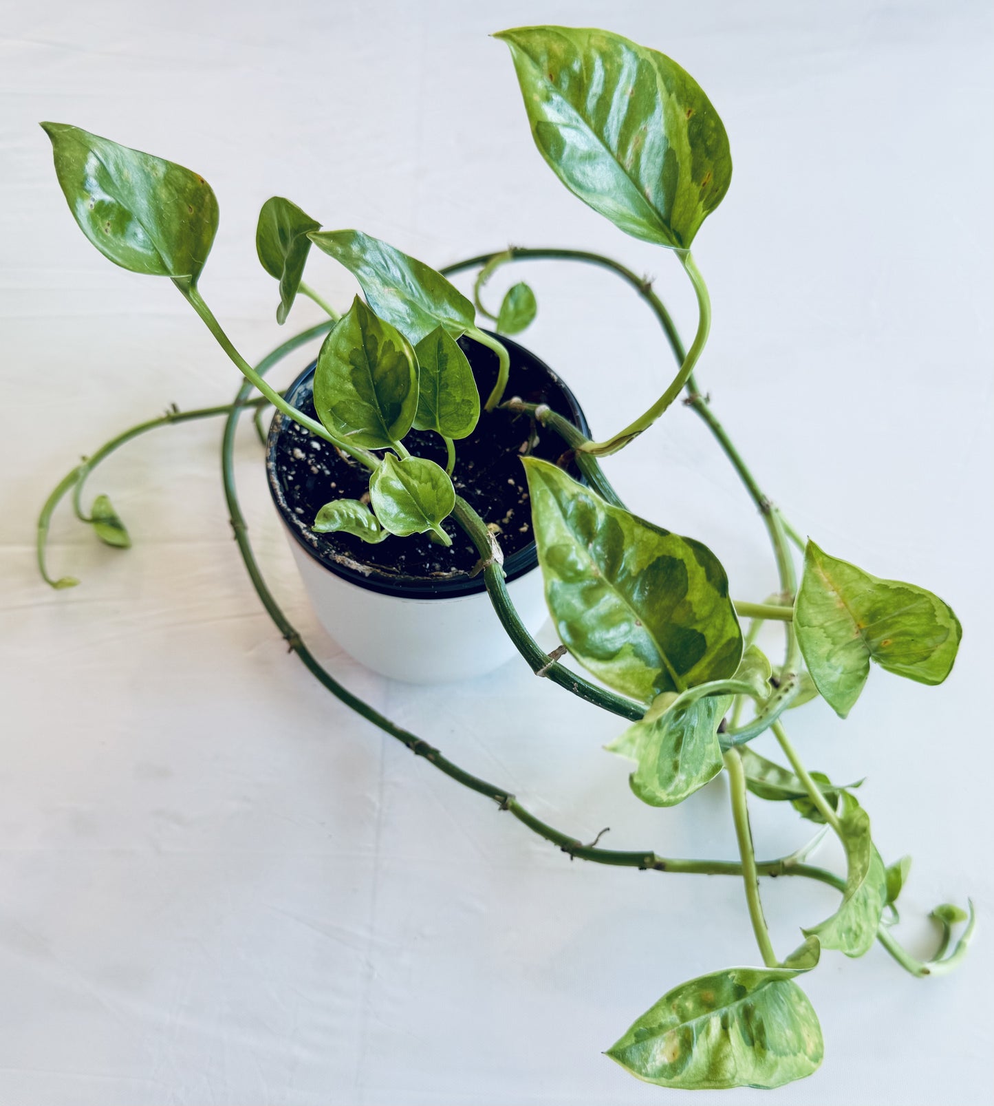 Epipremnum aureum 'Global Green' (med)