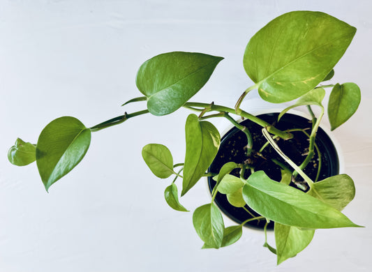 Epipremnum aureum 'Golden' (large)