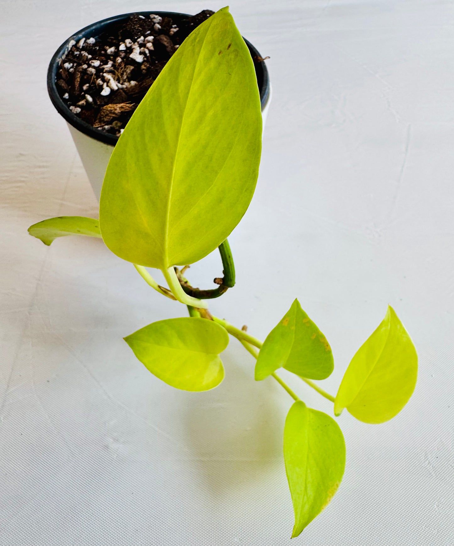 Epipremnum aureum 'Neon'