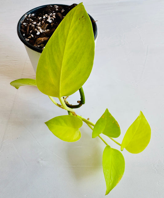Epipremnum aureum 'Neon'
