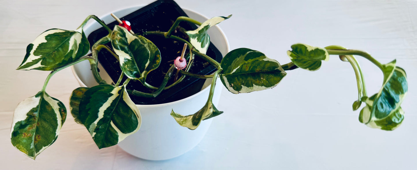 Epipremnum aureum 'Pearls and Jade' (med)