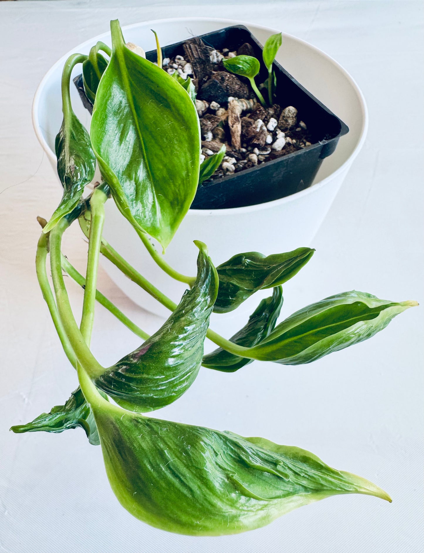 Epipremnum aureum 'Shangri La'