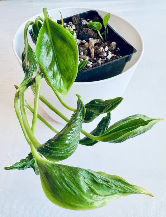 Epipremnum aureum 'Shangri La'