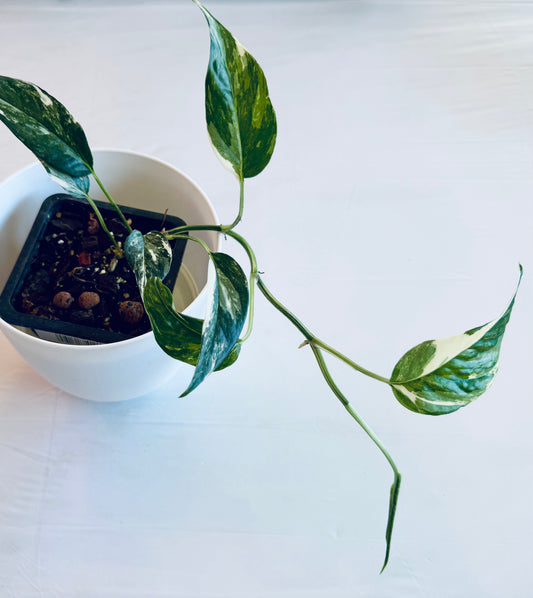 Epipremnum pinnatum albovariegata (small)