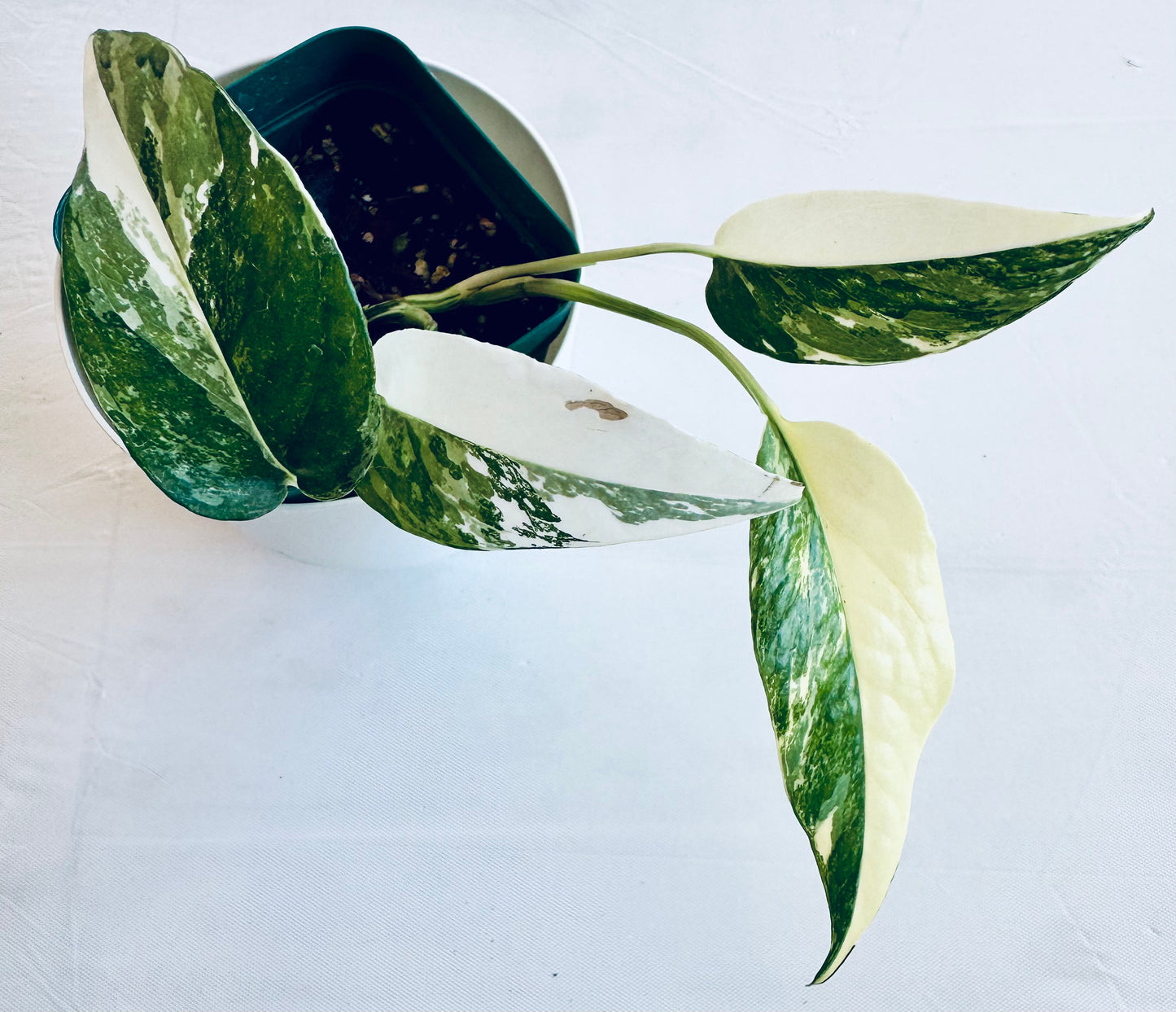 Epipremnum pinnatum albovariegata (medium)
