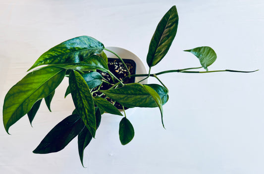 Epipremnum pinnatum 'Baltic Blue'