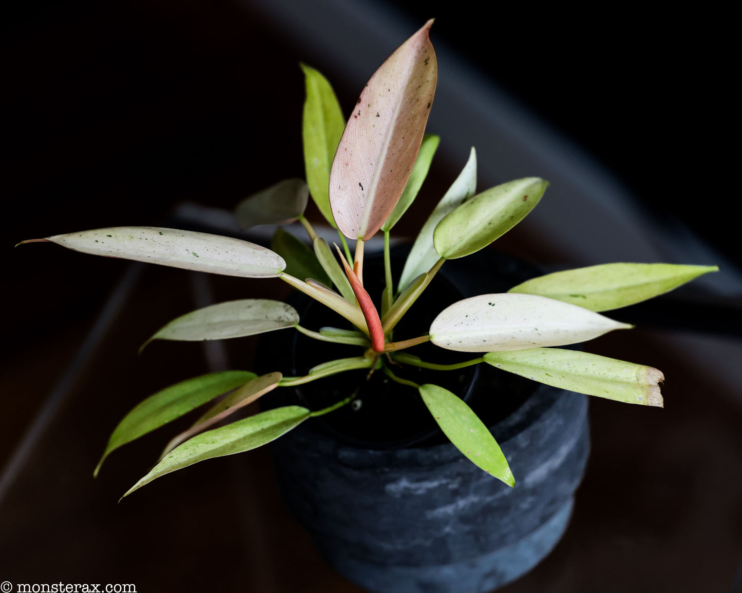 Philodendron whipple way (x-small)