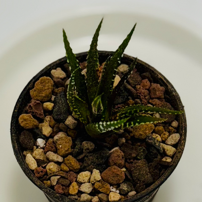 Haworthia sp. fasciata (small)