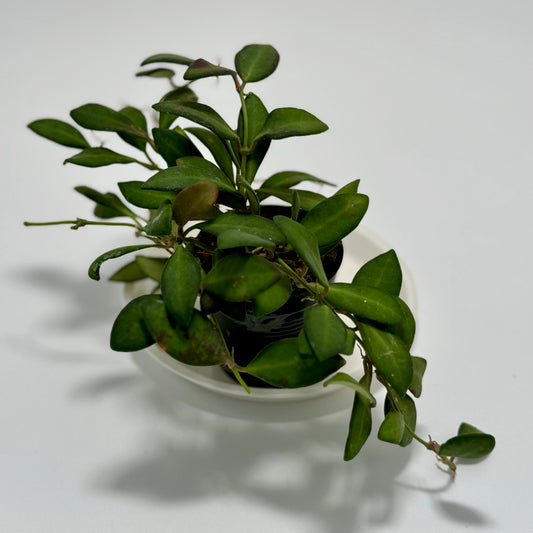 Hoya sp. aff. burtonaie