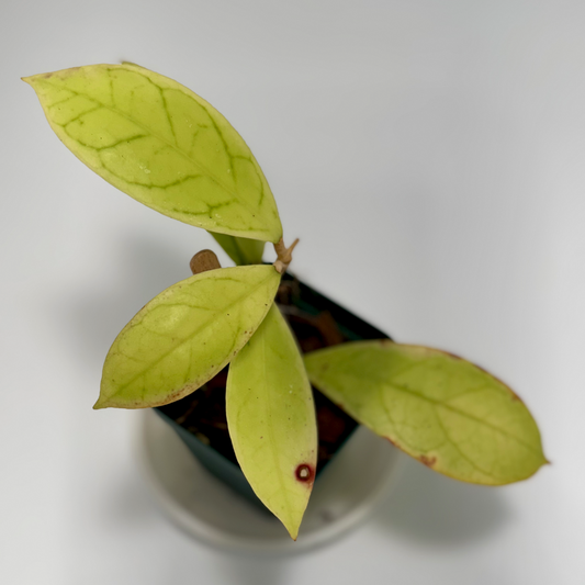 Hoya callistophylla cv. 'christmas'