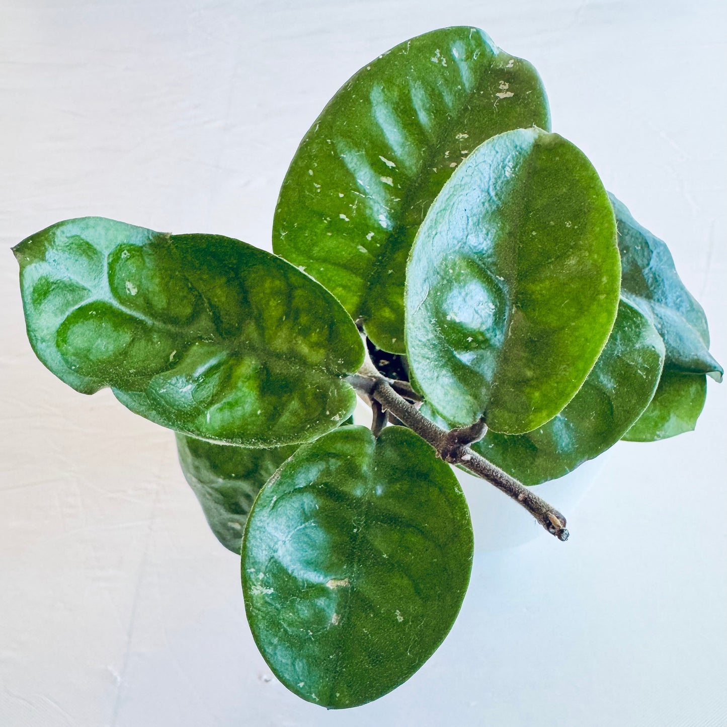 Hoya carnosa 'krinkle'