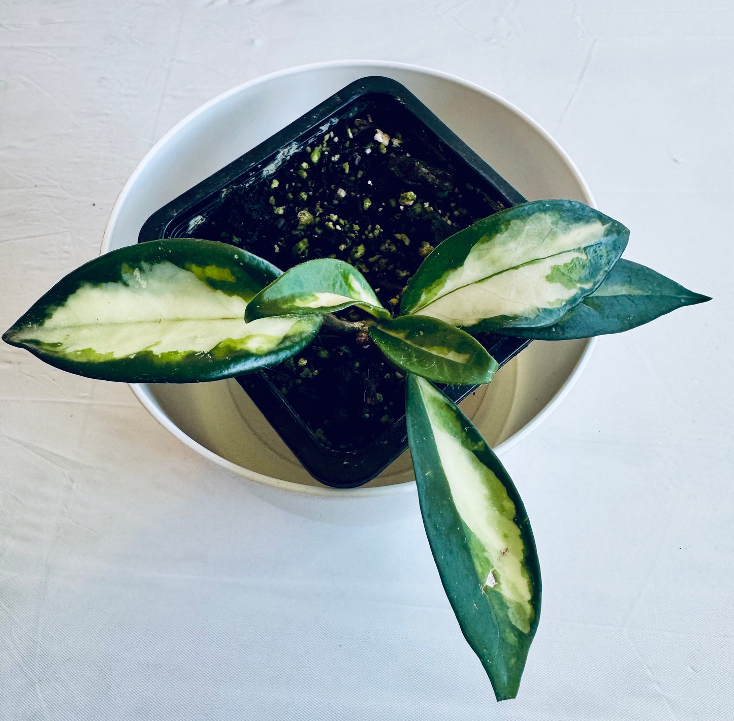 Hoya carnosa 'tricolour' (small)