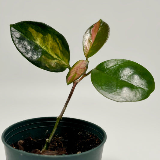 Hoya carnosa 'tricolour' (med)