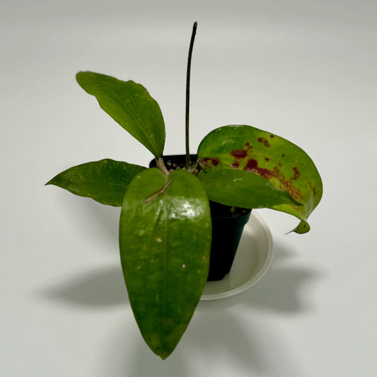 Hoya cinnamomifolia var. purpureofusca