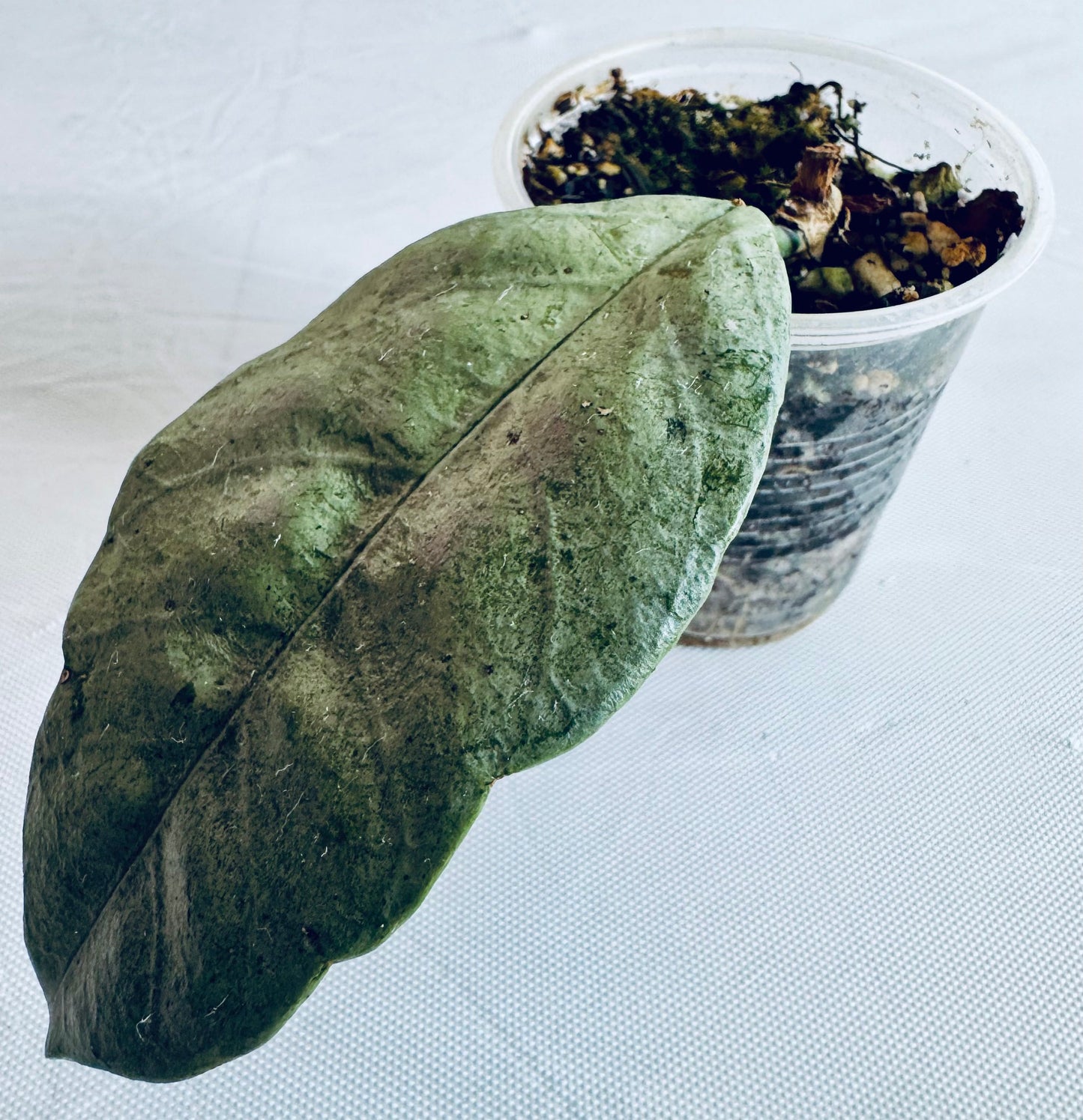 Hoya coriacea 'silver'