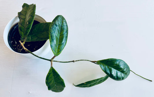 Hoya cv. nui (large)
