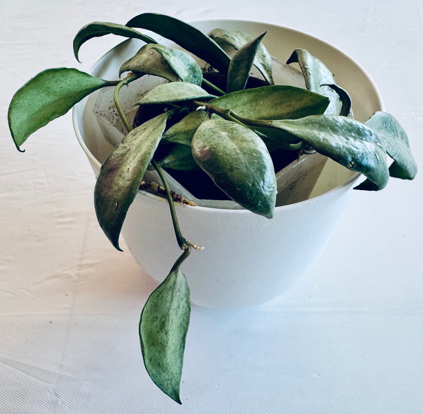 Hoya 'silver lady ghost'