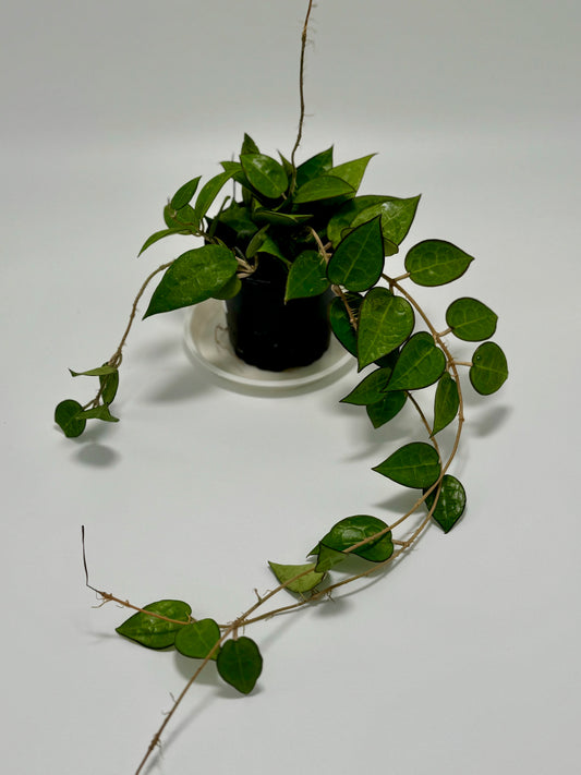 Hoya parasitica 'black margin' (med)