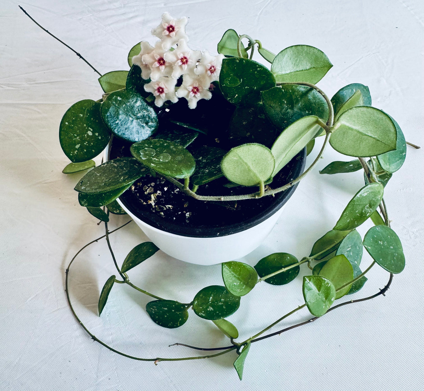 Hoya mathilde